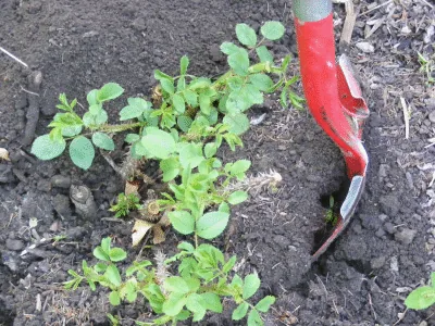 transplant rose digging up