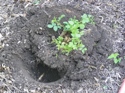 transplant rose digging up 2
