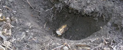transplant rose cut root