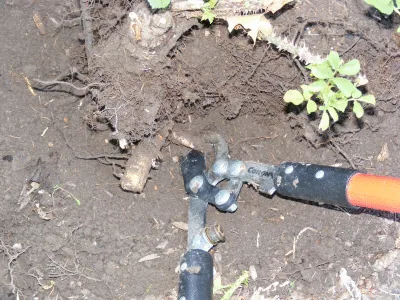 transplant rose expose lower tap roots