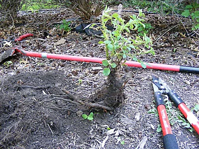 transplant rose removed1