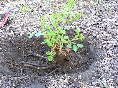 transplant rose check planting hole size1