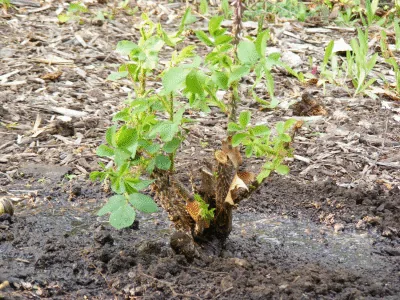 transplant rose fill again water again