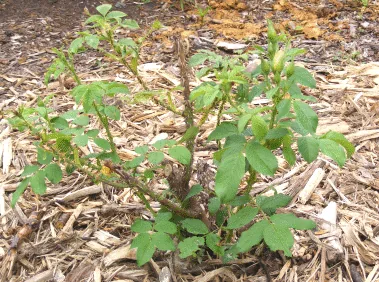 Transplant healthy