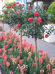 Rose standards