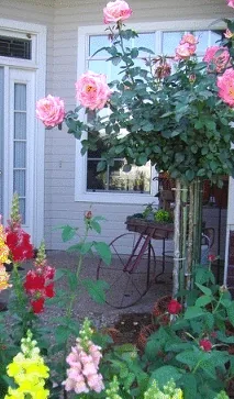 rose trees in an entry garden
