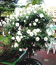 Iceberg rose standard