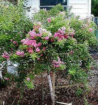 China Doll Polyantha rose standard