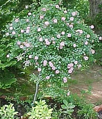 Fairy Tree Rose 1