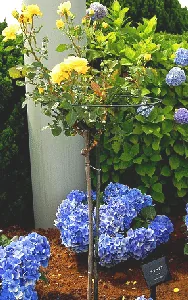 Friesia standard