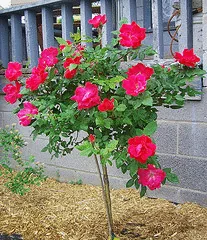 Knock Out Rose tree
