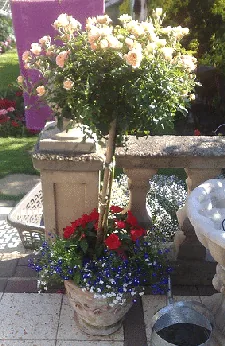 Potted rose standard underplanted