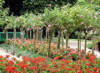 Rose standards1