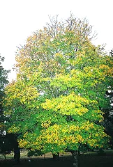 Bigtooth Maple2