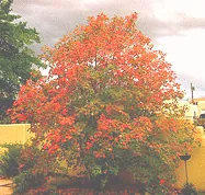 Bigtooth Maple