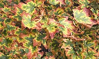Acer grandidatum Bigtooth Maple fall color