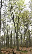 Acer nigrum