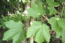 Acer nigrum leaves