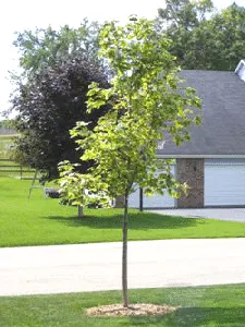 Acer platanoides Variegatum Variegated Norway Maple