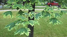 Norway Maple variegated leaves by Midwest Gardening