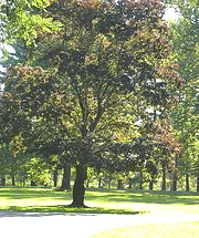 Norway Maple Crimson King