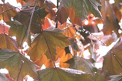 Norway Maple Crimson King leaves