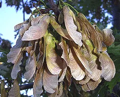 crimson king maple seeds