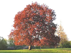 Acer platanoides Schwedler Norway Maple