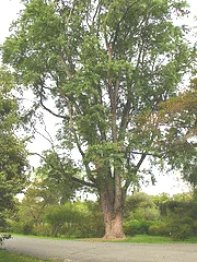 Acer saccharinum Silver Maple1
