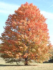 Acer saccharinum Silver Maple fall color