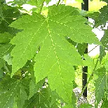 Acer saccharinum Silver Maple leaf
