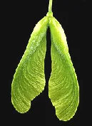 Acer saccharinum Silver maple seeds