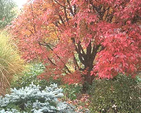 Acer griseum Paperbark Maple