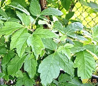 Three-part green leaves of a paperbark maple
