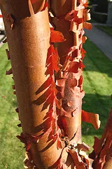 Acer griseum Paperbark Maple bark