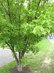 Acer buergerianum Trident Maple
