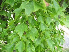 Acer buergerianum leaves