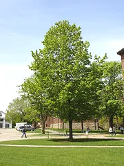 Acer saccharum Sugar Maple1