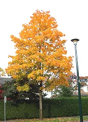 Acer saccharum Sugar Maple fall color