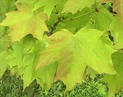 Acer saccharum Sugar Maple leaves