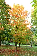 Acer saccharum Legacy