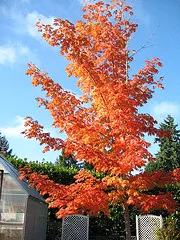 Acer saccharum Sweet Shadow