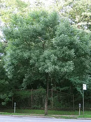 Fraxinus americana