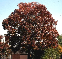 Fraxinus americana fall