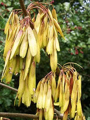 ash seeds