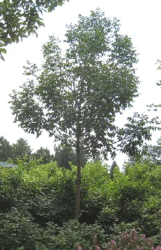 Fraxinus american white ash autumn applause by Josh Jackson