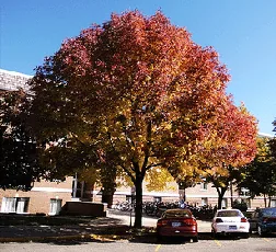 Autumn Purple Ash