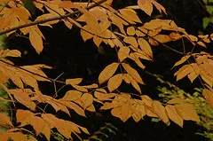 Fraxinus americana Autumn Purple Ash leaves