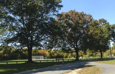 Ash Tree lined street