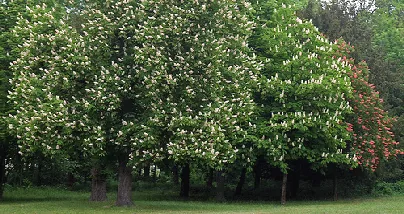 Chestnut trees in bloom by Mario